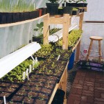 Surprising Container Grown Vegetables Solar Gem Greenhouses