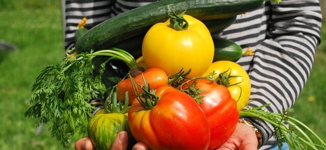 food growing in a greenhouse is a great hobby