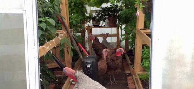 Turkeys in the Greenhouse